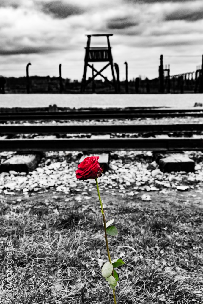 auschwitz-birkenau-20